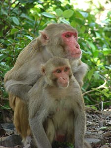 Monkeys Mannwest